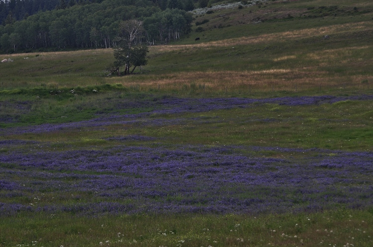 mass of purple wildflowers